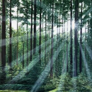 Hand Signed, Limited Edition Print 'The Light' 42cm x 30cm