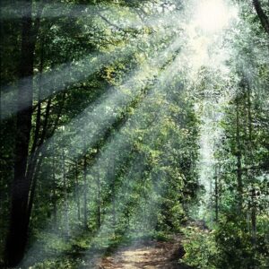 Acrylic Painting 'Nature's Secret' 16 inches x 12 inches