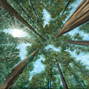 Oil Painting 30cm x 30cm 'Skyward'