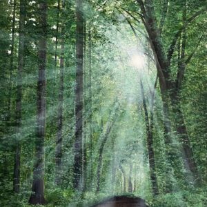 Acrylic Painting 'Nature's Light' 40cm x 50cm