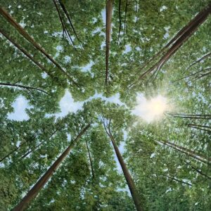 Oil Painting 'Day Star' 70cm x 60cm